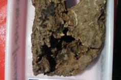 Muestra de la chimenea carbonatada autigénica que pone de manifiesto la génesis metanífera del volcán de fango Gazul ©IEO