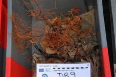 (Leiopathes glaberrima) ©IEO