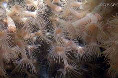 (Parazoanthus axinellae) ©IEO-CSIC