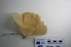 (Phakellia sp) ©IEO