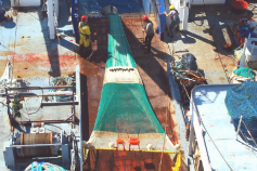 Recuperando el bou de vara a bordo del B/O Thalassa durante la campaña INDEMARES 0710 ©IEO