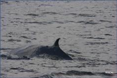 Rorcual tropical (Balaenoptera brydei) ©SECAC