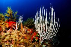 Gorgonias blancas