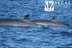Pareja de madre con cría de rorcuales tropicales (Balaenoptera edeni) ©SECAC