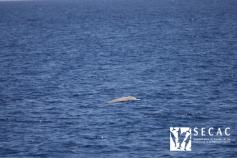Cabeza y lomo de un Zifio de Cuvier (Ziphius cavirostris) © SECAC