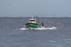 Gaviotas y barco (C) SEO/ Pep Arcos