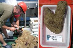 Muestras de Gazúl ©IEO