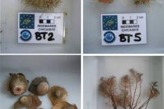 Diversas especies extraídas en los arrastres de beam trawl en el entorno al Volcán de Fango Gazúl ©IEO