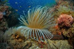 ©OCEANA/Juan Cuetos