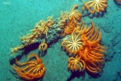 Fondos de la cabecera del cañón de Avilés con agregaciones de estrellas (Brisinguella coronata) ©IEO