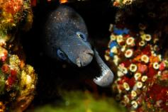 Morena Mediterránea / Mediterranean moray (Muraena helena) ©OCEANA/Juan Cuetos