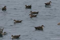 Balsa de pardelas baleares (Puffinus mauretanicus). Foto: José Manuel Arcos / SEO Bird Life