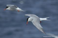 charran-comun-beneharo.jpg Charrán común (Sterna hirundo). Foto: Beneharo Rodríguez / SEO Bird Life 