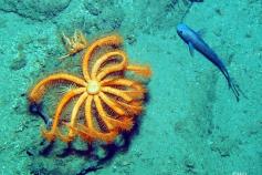 Estrella Brisingella y macrúrido en el Cañón de Avilés ©IEO