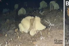 (A) Fondo rocoso profundo (125 m) en el que se observa la estructura de un típico jardín de esponjas de la plataforma de Alborán, con ejemplares dispersos de gran tamaño de las especies Phakellia robusta (Pr) y Phakellia ventilabrum (con forma de copa) ro