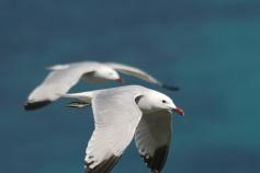 Gaviotas de Audouin, Isla Grosa, Murcia ©José Manuel Arcos/ SEO/BirdLife