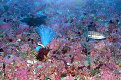 Fondo de rodolitos o Maërl en el Canal de Menorca. Foto: IEO