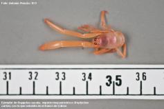 Ejemplar de (Uroptychus concolor), especie muy parecida a (Uroptychus cartesi) con la que cohabita en el Banco de Galicia ©Alberto Punzón/IEO