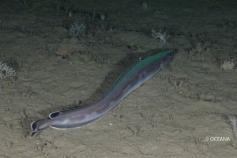 Seco de los Olivos Julio 2011 © OCEANA