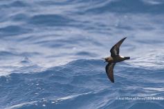 (C) Jose Manuel Arcos