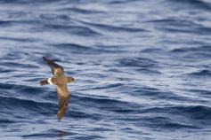 Paiño de Madeira (C) SEO/Jose Manuel Arcos