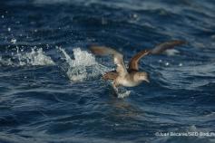 Pardela balear (c) SEO/BirdLife Juan Bécares