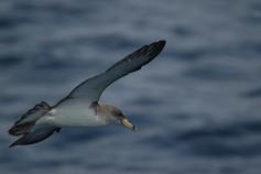 Pardela cenicienta © Juan Becares