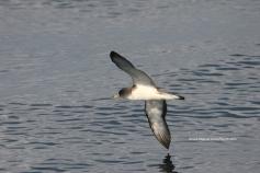 © SEO/BirdLife - J.M. Arcos