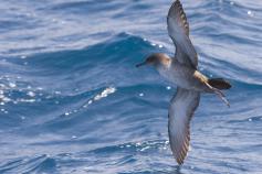 © SEO/BirdLife - JMArcos