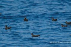 Petrel de Bulwer © SEO/BirdLife Carlos Sanchez