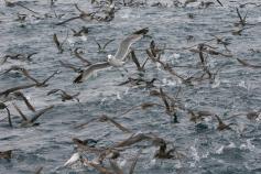 Puffinus mauretanicus y L. audouinii © SEO/BirdLife - J.M. Arcos