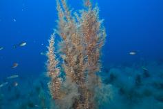 S acinarium (c) UB- Diego K. Kersting