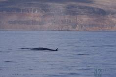Rorcual tropical (Balaenoptera edeni) ©SECAC