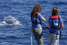 Fotoidentificación de un cachalote (Physeter macrocephalus) © SECAC