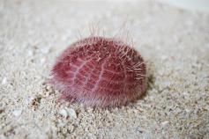 Spatangus purpureos (C) IEO