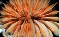 Coral solitario (Desmophylluym cristagalli) ©Pablo J. López González/ICM-CSIC