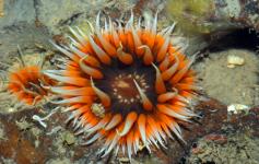 Anémona / Anemone (Sagartia elegans) ©Pablo J. López González/ICM-CSIC