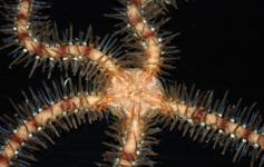Ofiura / Common brittle star (Ophiotrix fragilis) ©Pablo J. López González/ICM-CSIC