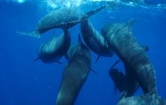 Calderones comunes / Long-finned pilot whales (Globicephala melas) ©ALNITAK