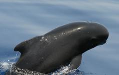 Delfín gris / Risso