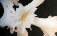 (Lophelia pertusa) ©A.Brito/WWF España