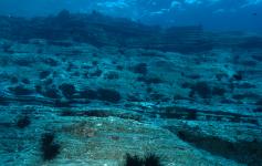 ©Arturo Boyra/WWF España