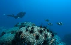 ©Arturo Boyra/WWF España