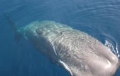 Cachalote / Sperm whale (Physeter macrocephalus) ©SECAC