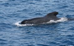 Calderón común (Globicephala melas) ©CEMMA