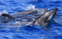 Delfines de dientes rugosos / Rough-toothed dolphins (Steno bredanensis) ©SECAC