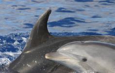 Delfín mular / Bottlenose dolphin (Tursiops truncatus) ©SECAC