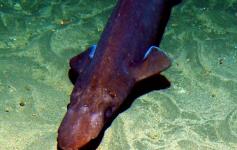 El tiburón visera (Deania calcea) es una especie típica de estos cañones submarinos ©IEO