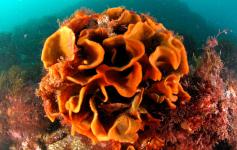 Briozoo / Bryozoan (Pentapora foliacea) ©OCEANA/Enrique Talledo