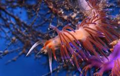 Nudibranquio / Nudibranch (Cratena peregrina) ©OCEANA/Carlos Suarez
